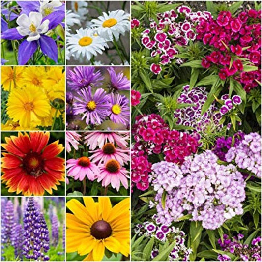 Wildflower Perennial Mix Seed